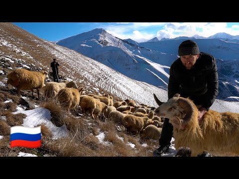 The hard life of a Shepherd in the Caucasus mountains. Winter Dagestan