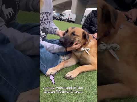 Wonder , an adoptable German Shepherd Dog Mix in Los Angeles, CA_image-1