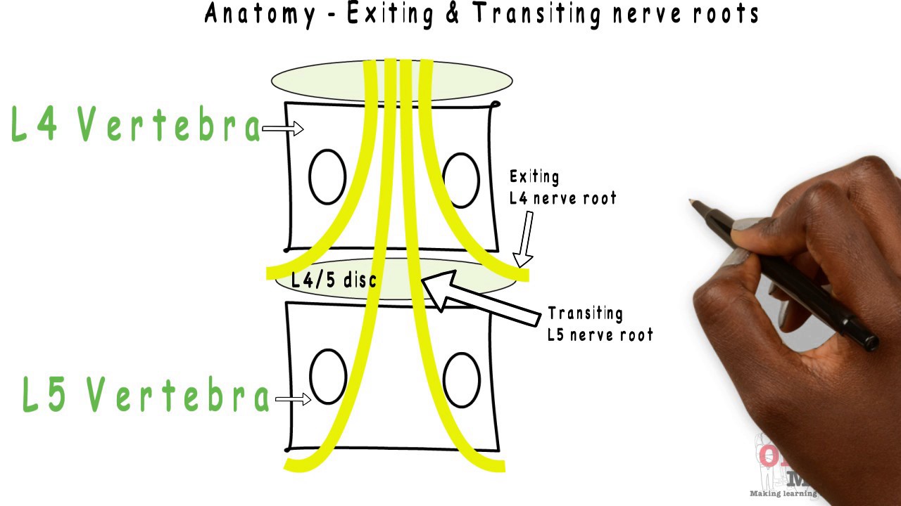 Basic Sciences - Exiting & Transiting Lumbar nerve roots