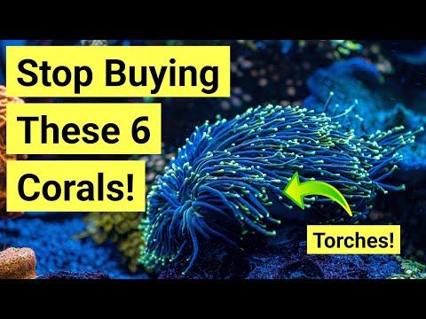 Top 6 'Beginner' Corals That Aren't Actually Easy