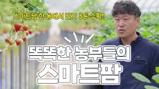 똑똑한 농부가 똑똑하게 딸기를 다수확 하는 비법! 스마트팜(네타핌) 활용 방법과 딸기 농사 재배에서 부터 수…