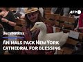 Parade Of Animals Packs New York Cathedral For Blessing AFP