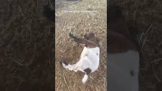 I scared the goat