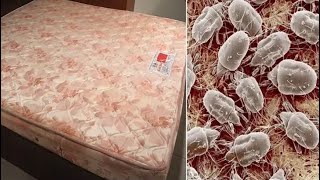 How To Remove 90% Dust Mites From Your Mattress Fast Without Washing Or Sun-drying! (100% Works)