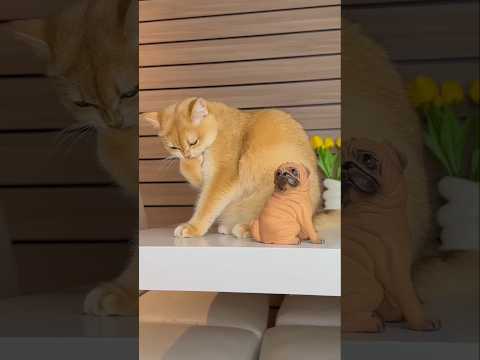 Luna broke her owner’s most valuable toy. 🗣️❤️‍🔥 #babydance #youtubeshorts #viralshort #cat