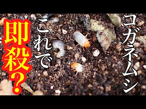 菜園のコガネムシの幼虫 一般的な幼虫 庭師の害虫
