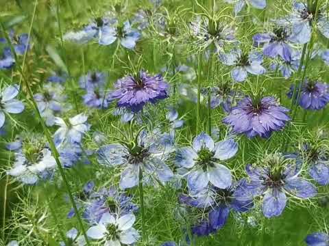 Crnjika (Nigella damascena)  - zašto ju posaditi u vrt?