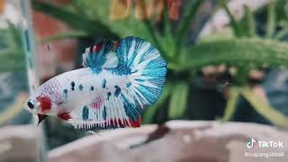 Download lagu STORY WA VERSI IKAN CUPANG mp3 Download lagu STORY WA VERSI IKAN CUPANG mp3