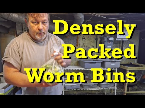 Baby worms emerging in 35-day finishing tub & fed 2 heavily populated bins - vermicomposting