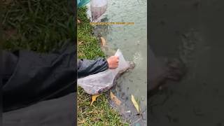 Download lagu Release Thousands of Reject Betta Fish Into the Lake!! mp3 Download lagu Release Thousands of Reject Betta Fish Into the Lake!! mp3