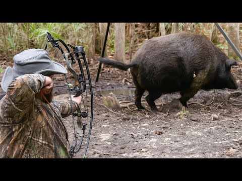 Millions of wild boars in the sights – Florida hunts with bow and arrow