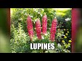 Lupines: Deadheading and controlling Powdery Mildew