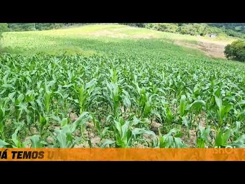 35 HECTARES VENDO DE BARBADA NA BARRA DO RIBEIRO RIO GRANDE DO SUL.