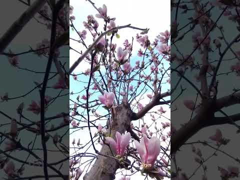 年に2回咲くモクレンの品種はありますか?どれの ？  庭園