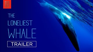 THE LONELIEST WHALE | Official Trailer | Bleecker Street