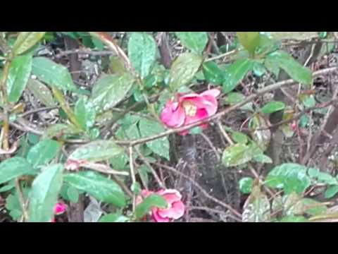 FANTASTIAN - 🌷🌺 /PROD.OLISADYBA