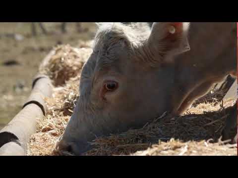 Begin Intermix Feeder