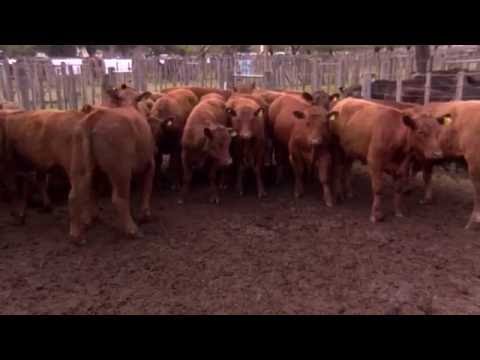 Arturo tesso   Cabaña Chañar Chico