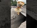 Brr Brr Patapim Is Chasing Ballerina Cappuccina To Kill Her