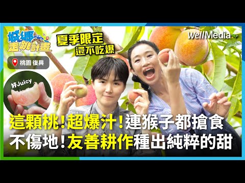 夏季限定！吃爆啦！開箱桃園復興新鮮水蜜桃X海陸大餐！一咬就爆汁，連猴子都搶食！泰雅族在地小農友善耕作翻轉整座山城，種出純粹永續風味 Feat.毛毛【城鄉走跳計畫】EP8
