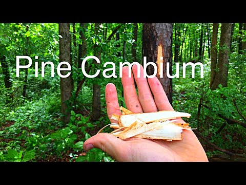 How to Eat Pine Cambium