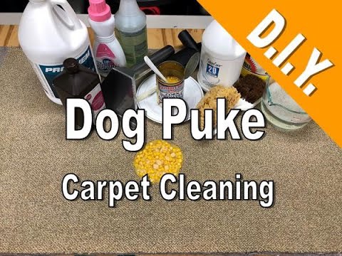 Carpet Cleaning Dog Vomit D.I.Y.