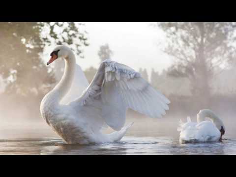 André Rieu  -  Le Cygne