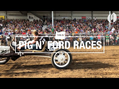 Pig N' Fords: Model T drivers carry pigs while racing in Tillamook