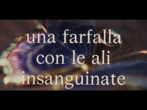 Una farfalla con le ali insanguinate