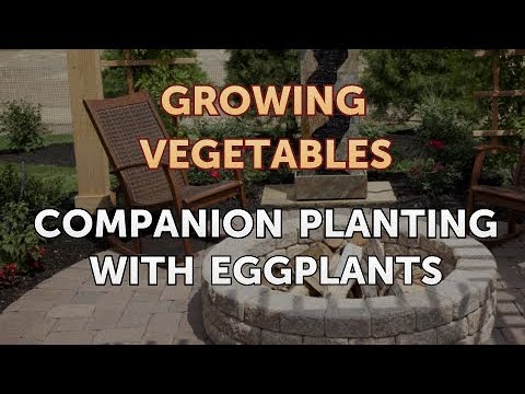 When to Pick Hungarian Hot Wax Peppers