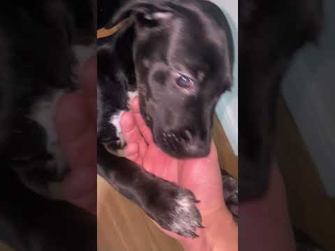 Vídeo de Café