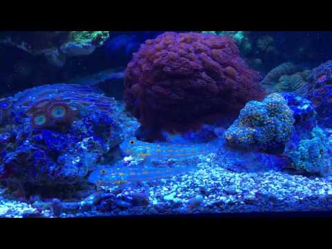 Valenciennea puellaris