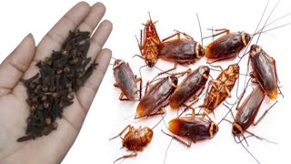 कॉकरोच भगाने का सबसे आसान तरीका😱 cockroach killer | remedy |get rid of cockroach