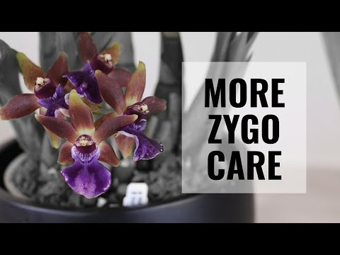 , title : 'Zygopetalum Orchid Care - More Tips on Taking Care of Zygos #CareCollab'