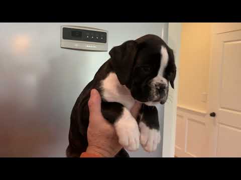 Beautiful Sealed Brindle Female