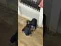 WAKORA WAVAA BUIBUI NA KUVAMIA WATU KISAUNI MOMBASA
