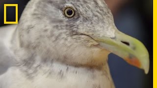 Life and Death in a Bird E.R.