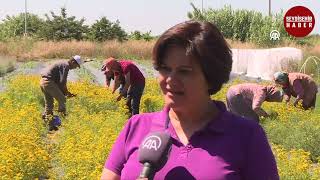 Sarı Kantoranlar Ekonomiye  kazandırılmalı