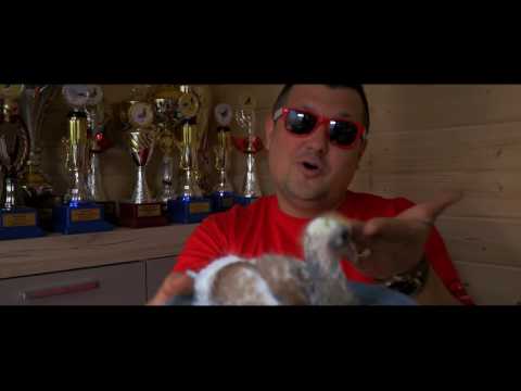 Magik Band - Leci gołąb leci (OFICJALNE VIDEO) 2017