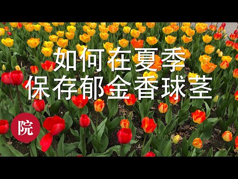 , title : '【彬彬有院】花•夏季如何收藏郁金香球茎'