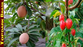 10 Exotic Fruits of Honduras