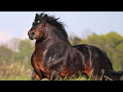 Посмотрите, на Что Способны Самые Сильные Лошади в Мире