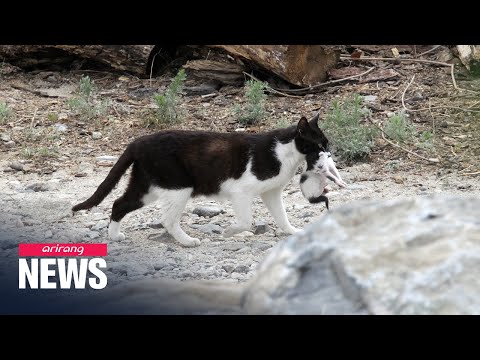 Cats without symptoms can spread virus to other cats - YouTube