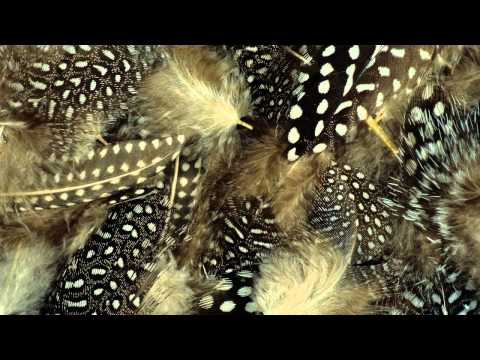 Archie & Fareoh - Feathers (Original Mix) [Free Download]