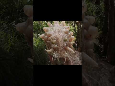 Animal and dinosaur grow up #loveandmonsters #animals #growth #godzilla #rampage #kingkong #shorts