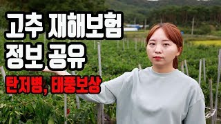 노지고추 보험 심사결과 나왔습니다!! [안보면 손해]