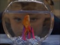 Home Improvement Dead Goldfish