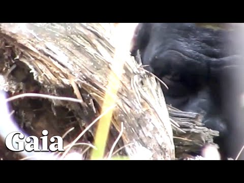 (PART 2) ACTUAL FOOTAGE - Face to Face with SASQUATCH