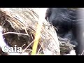 PART 2 ACTUAL FOOTAGE Face To Face With SASQUATCH