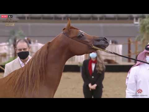 N 314 S H BADI   23rd Qatar National Arabian Horse Show   Colts 2 Years Old Class 7A